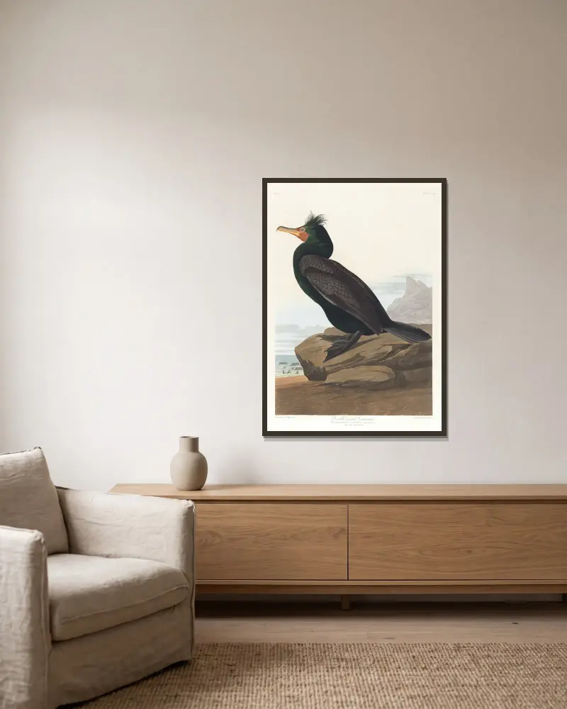 Double-crested cormorant av John James Audubon inramad på en vägg