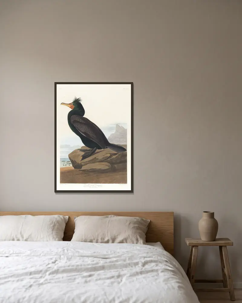 Double-crested cormorant av John James Audubon inramad på en vägg