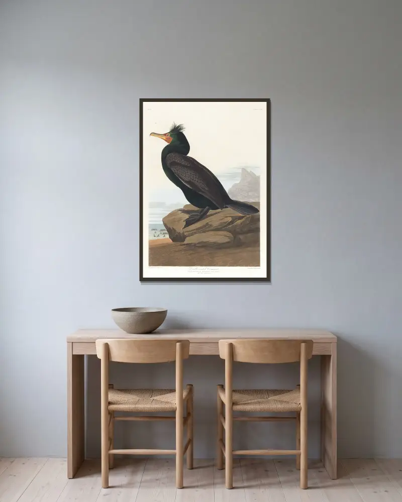 Double-crested cormorant av John James Audubon inramad på en vägg