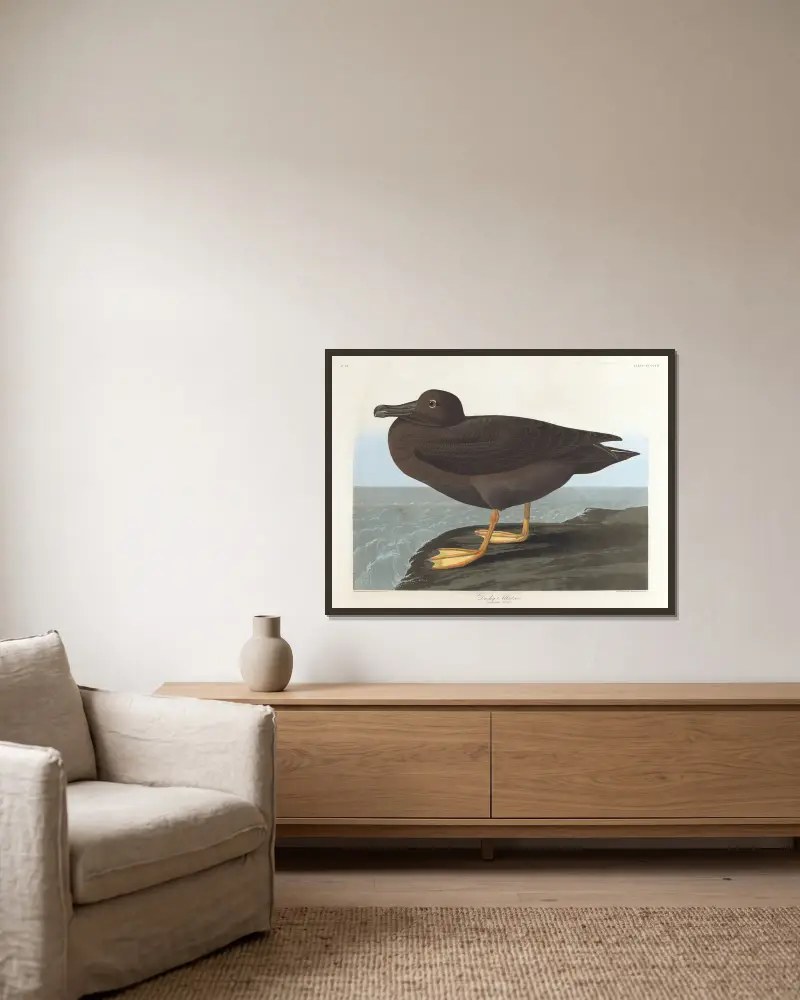 Dusky albatros av John James Audubon inramad på en vägg