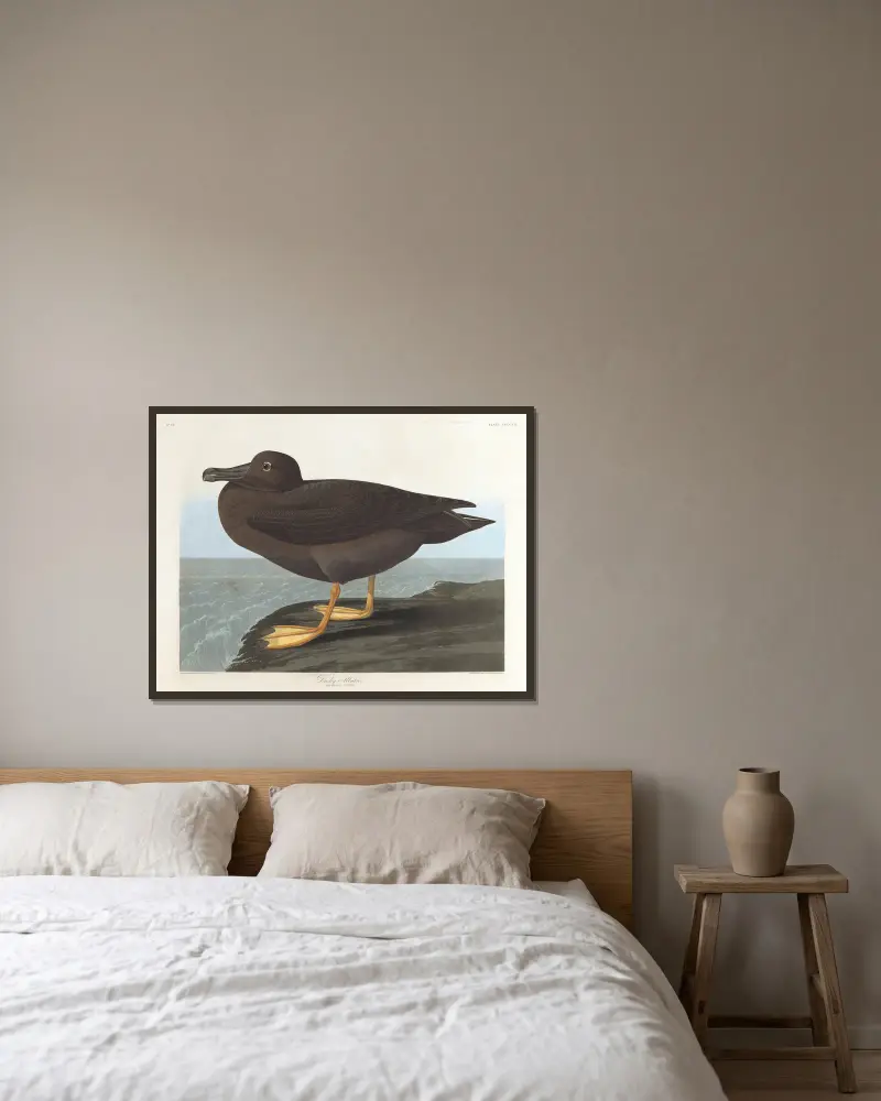 Dusky albatros av John James Audubon inramad på en vägg