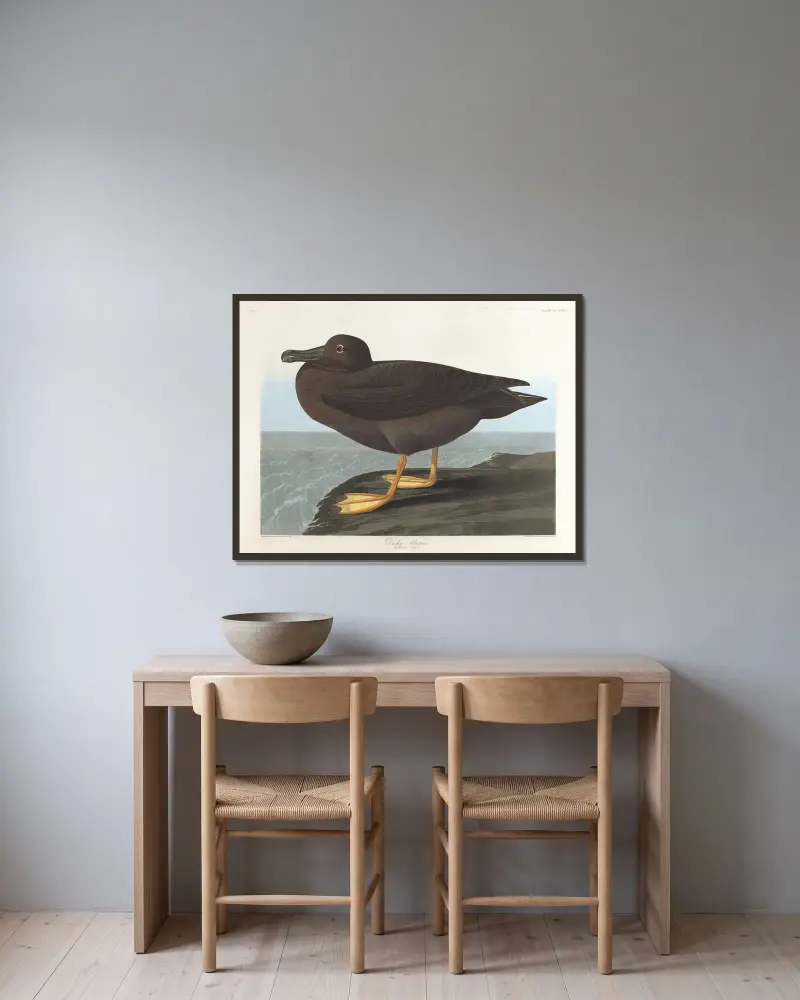 Dusky albatros av John James Audubon inramad på en vägg