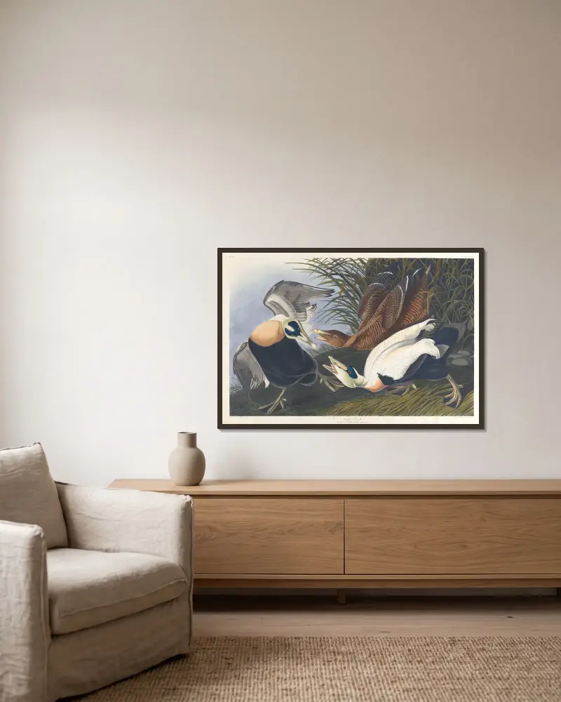 Eider duck av John James Audubon inramad på en vägg