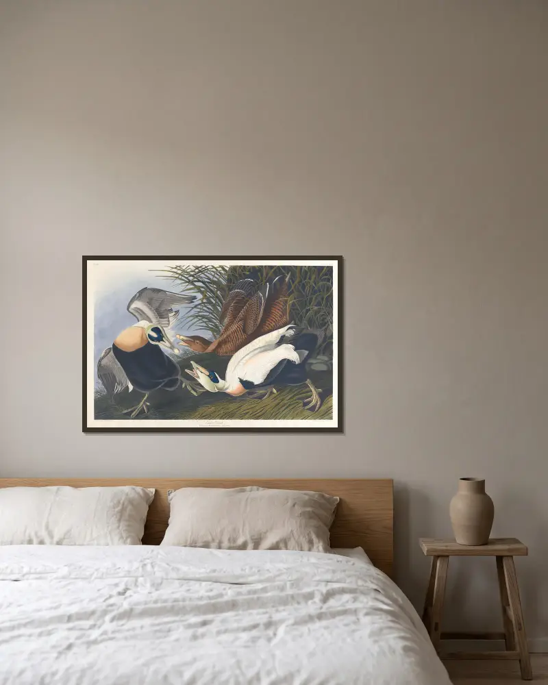 Eider duck av John James Audubon inramad på en vägg