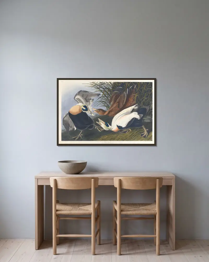 Eider duck av John James Audubon inramad på en vägg