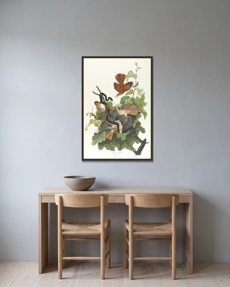 Ferruginous thrush av John James Audubon inramad på en vägg