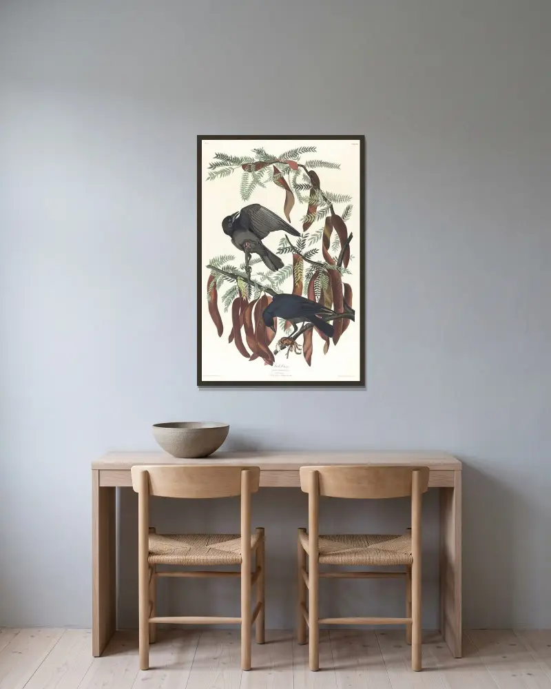 Fish crow av John James Audubon inramad på en vägg