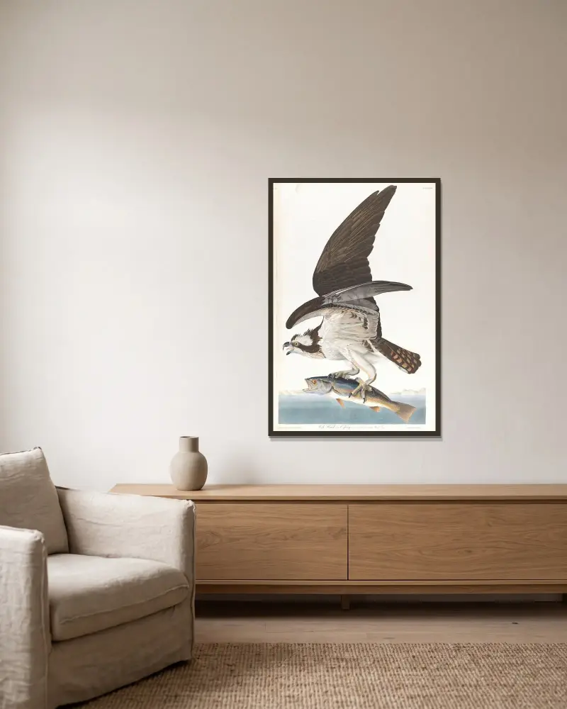Fish hawk or osprey av John James Audubon inramad på en vägg
