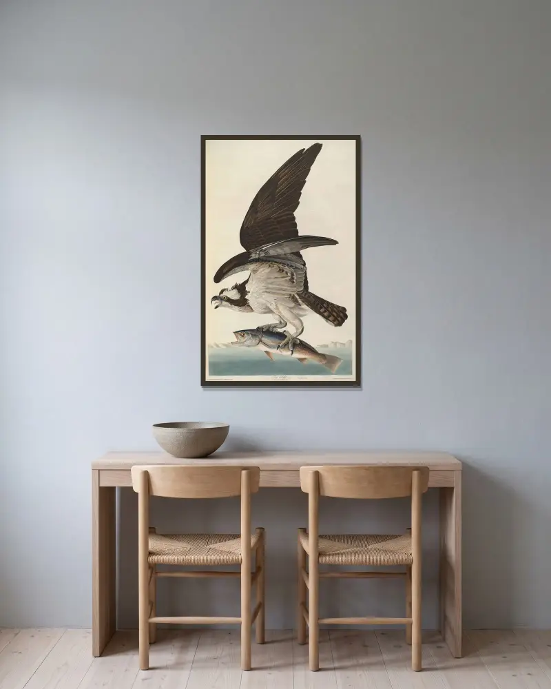 Fischadler, 1827 von John James Audubon gerahmt an einer Wand