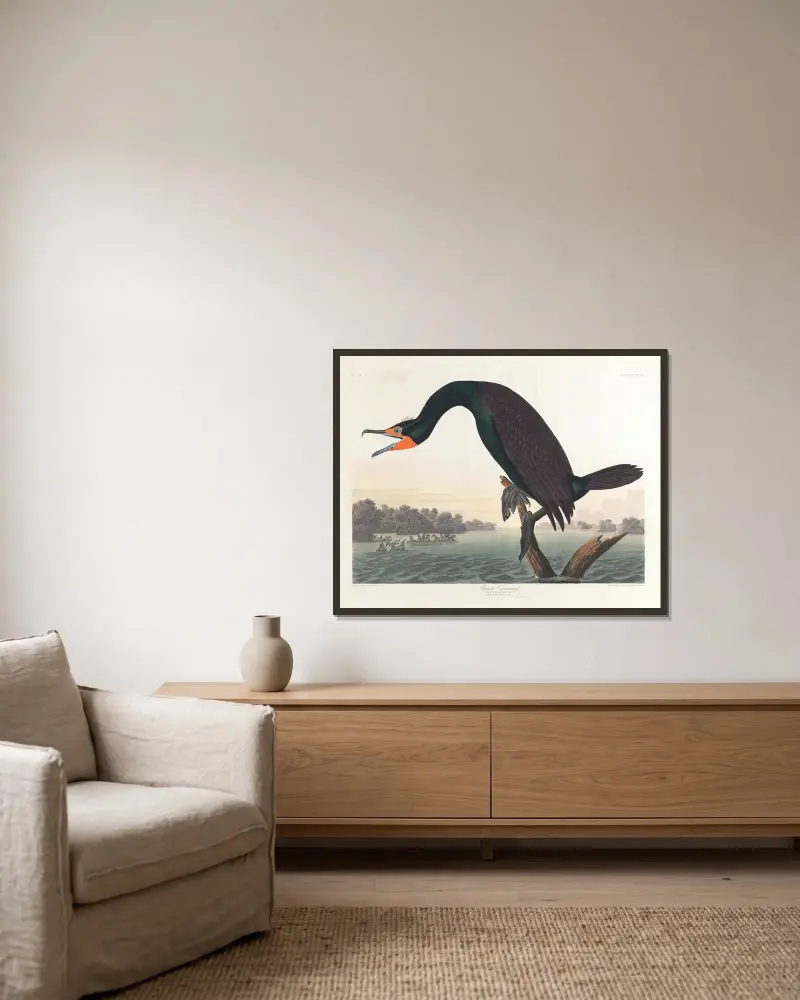 Kormoran florydzki, John James Audubon w ramie na ścianie