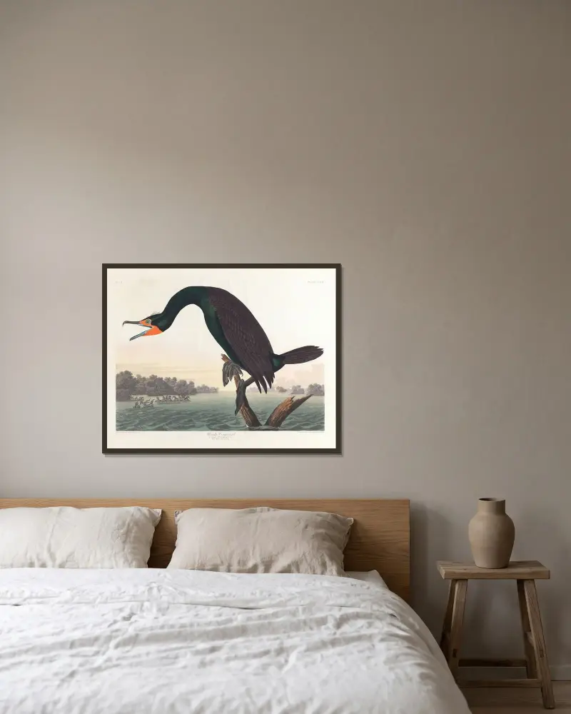 Kormoran florydzki, John James Audubon w ramie na ścianie