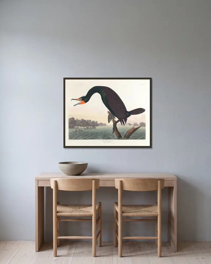 Kormoran florydzki, John James Audubon w ramie na ścianie