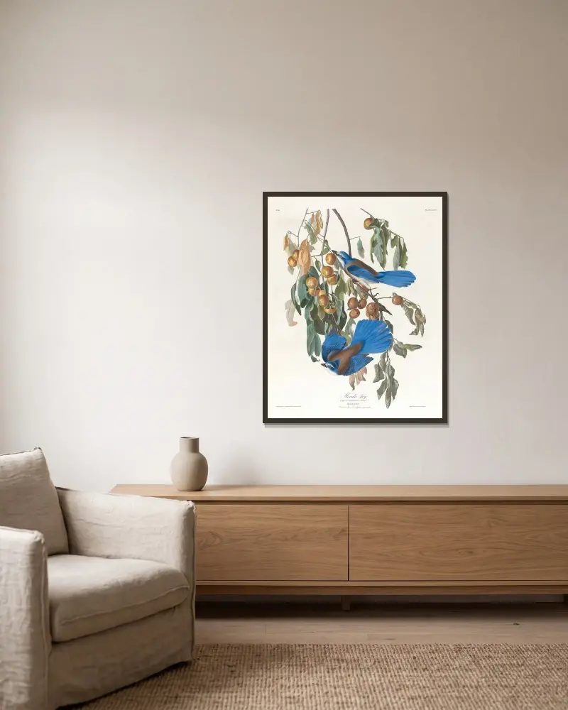 Florida jay av John James Audubon inramad på en vägg