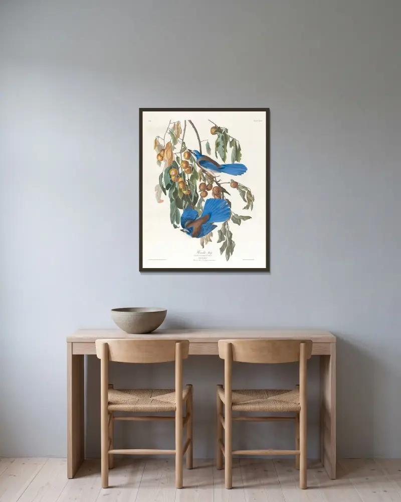 Florida jay av John James Audubon inramad på en vägg