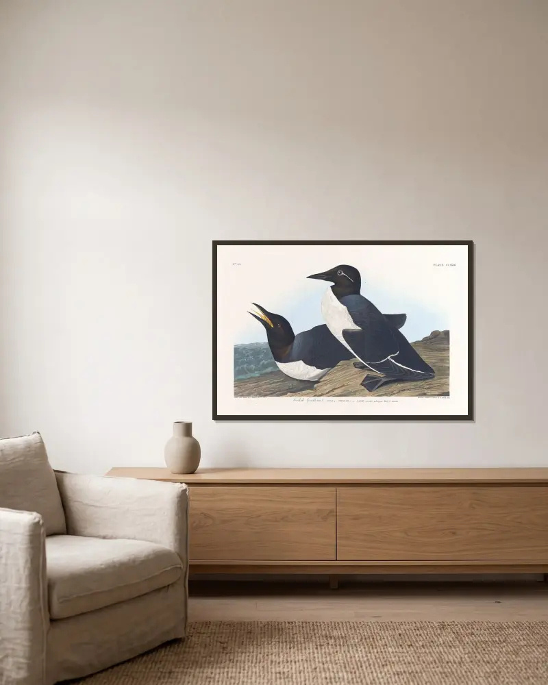 Foolish guillemot av John James Audubon inramad på en vägg