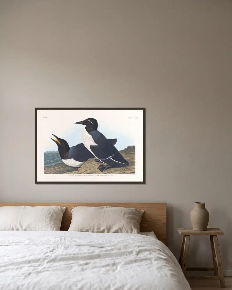 Foolish guillemot av John James Audubon inramad på en vägg