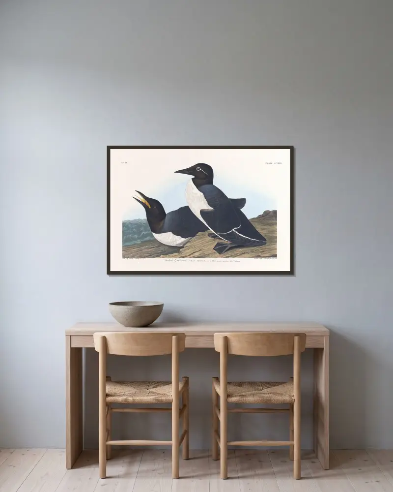 Foolish guillemot av John James Audubon inramad på en vägg