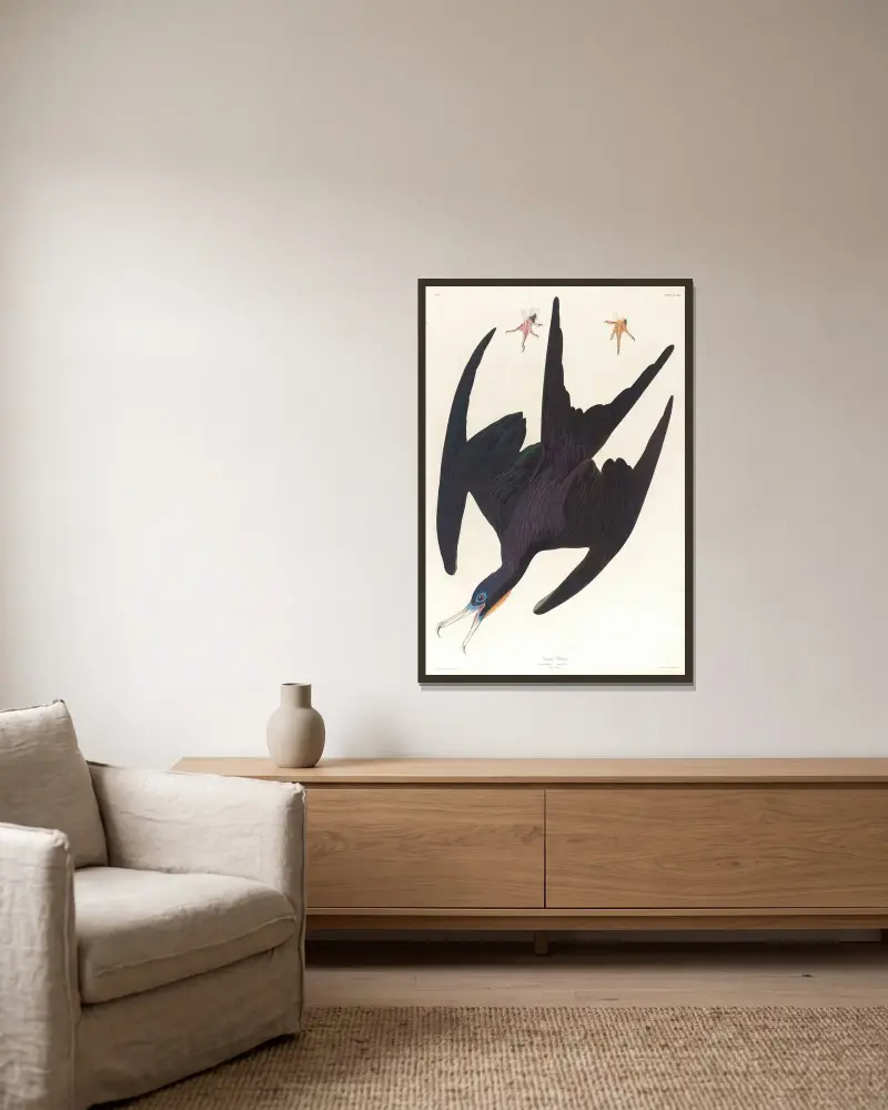 Frigate pelican av John James Audubon inramad på en vägg