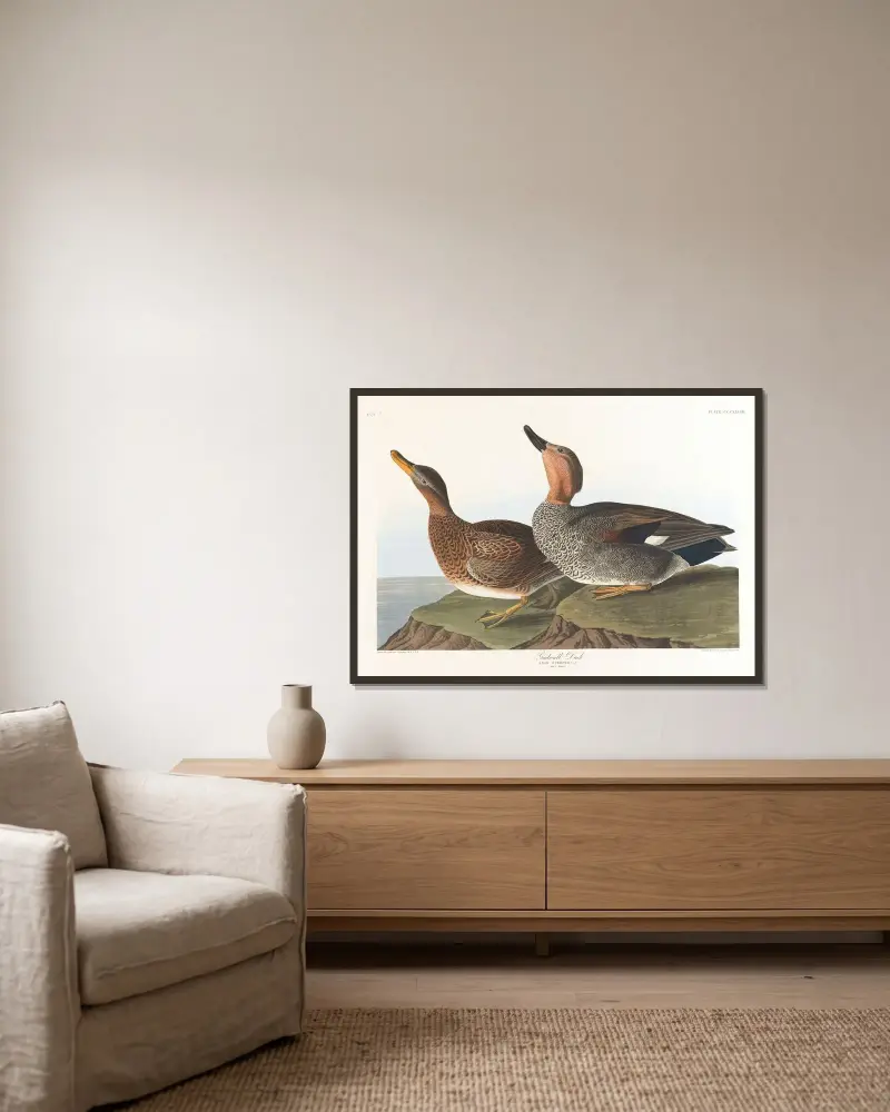 Gadwall duck von John James Audubon gerahmt an einer Wand
