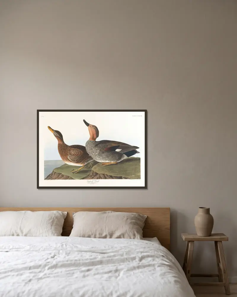 Gadwall duck von John James Audubon gerahmt an einer Wand