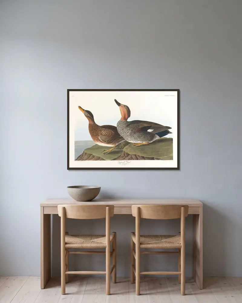 Gadwall duck von John James Audubon gerahmt an einer Wand