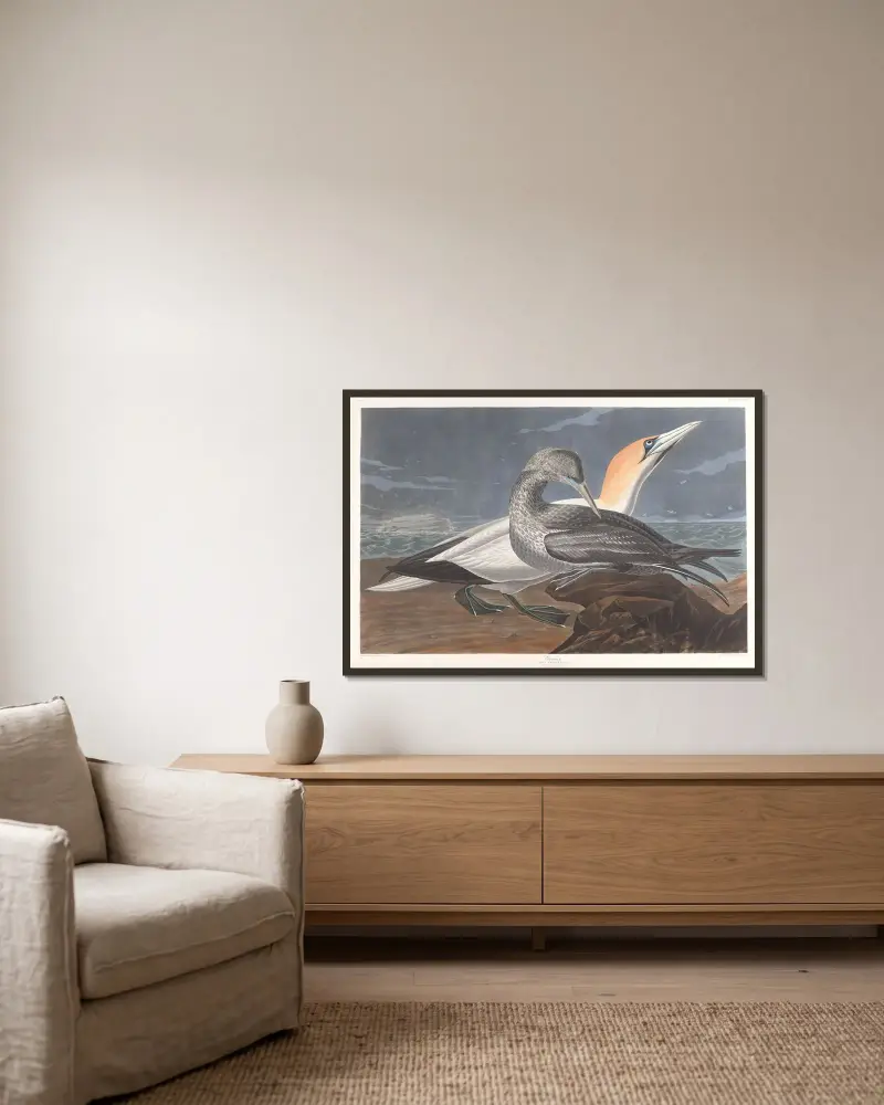 Basstölpel von John James Audubon gerahmt an einer Wand
