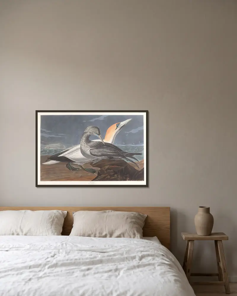 Basstölpel von John James Audubon gerahmt an einer Wand