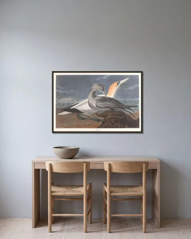 Basstölpel von John James Audubon gerahmt an einer Wand