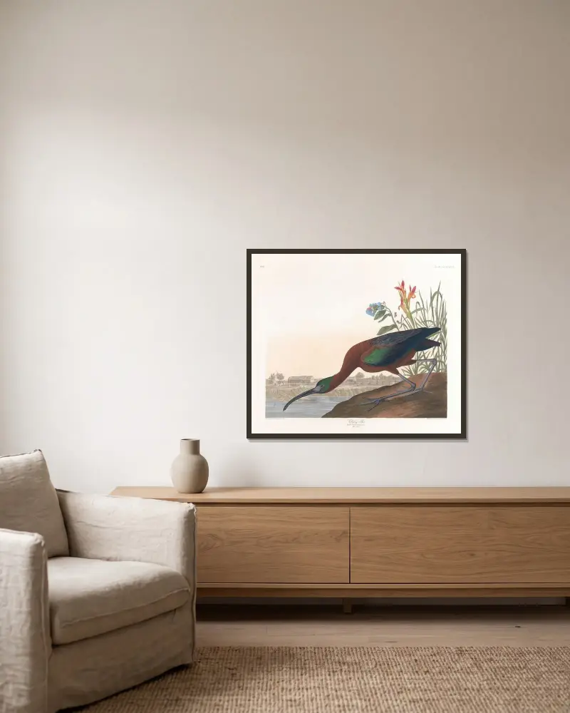 Glossy ibis von John James Audubon gerahmt an einer Wand