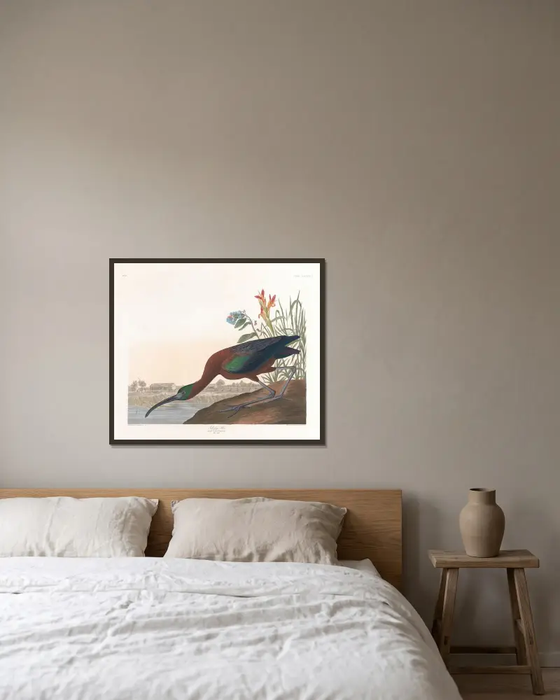 Glossy ibis von John James Audubon gerahmt an einer Wand
