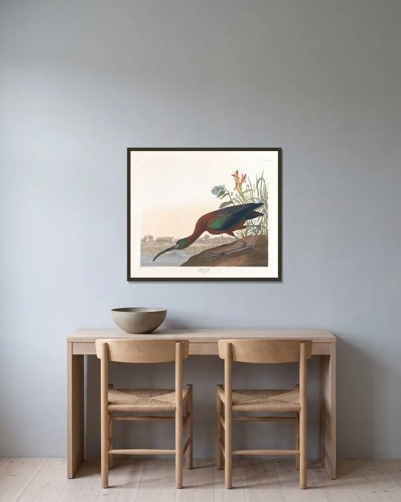Glossy ibis von John James Audubon gerahmt an einer Wand