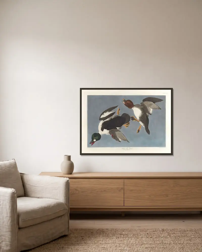 Knipa (Fuligula clangula) av John James Audubon inramad på en vägg