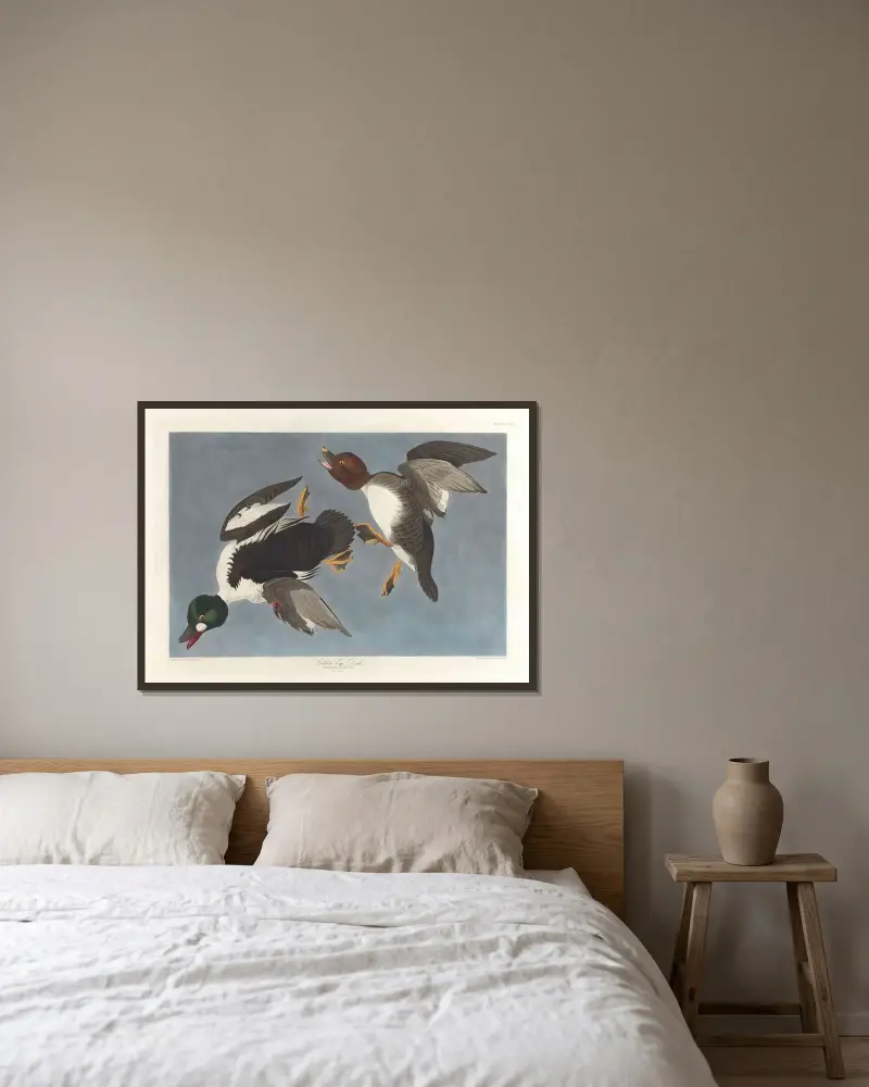 Knipa (Fuligula clangula) av John James Audubon inramad på en vägg