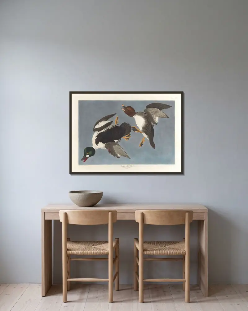 Knipa (Fuligula clangula) av John James Audubon inramad på en vägg