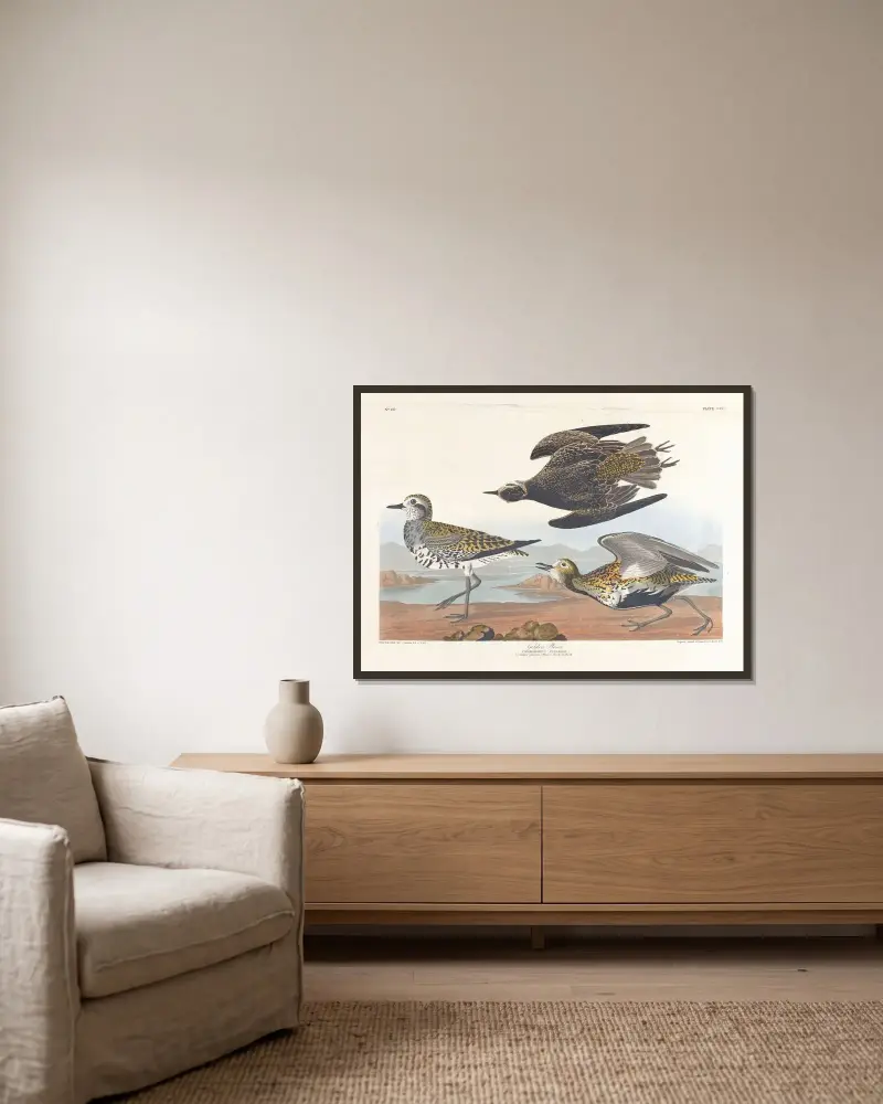 Goldregenpfeifer von John James Audubon gerahmt an einer Wand