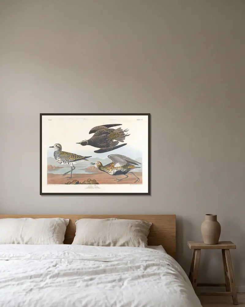 Goldregenpfeifer von John James Audubon gerahmt an einer Wand