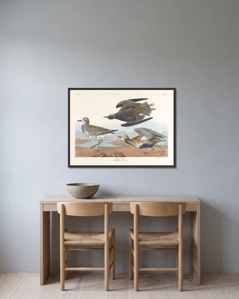 Goldregenpfeifer von John James Audubon gerahmt an einer Wand