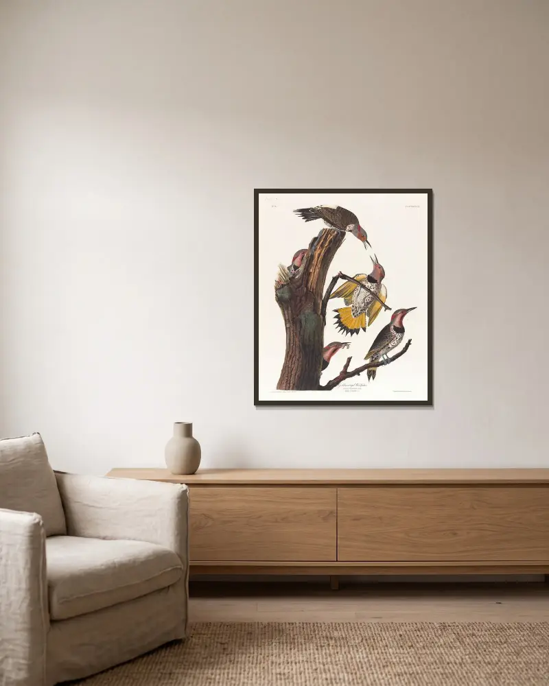 Golden-winged woodpecker av John James Audubon inramad på en vägg