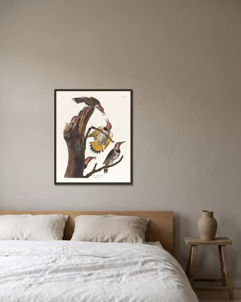 Golden-winged woodpecker av John James Audubon inramad på en vägg