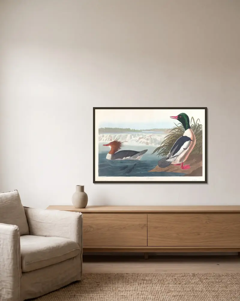 Goosander av John James Audubon inramad på en vägg