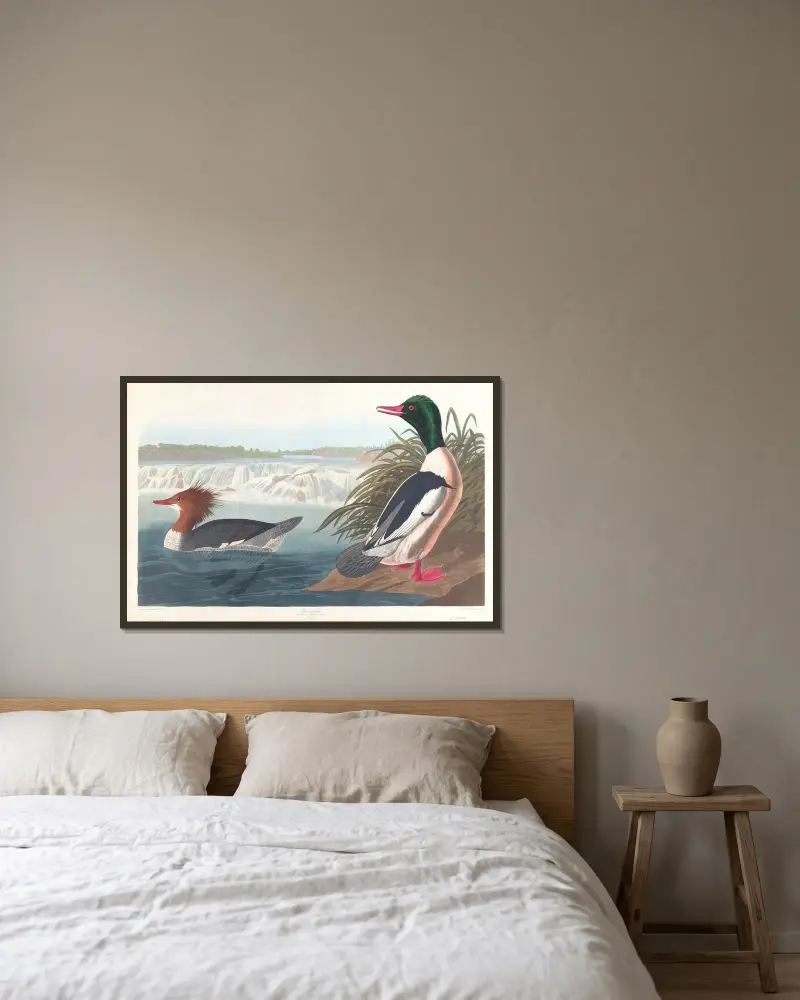 Goosander av John James Audubon inramad på en vägg