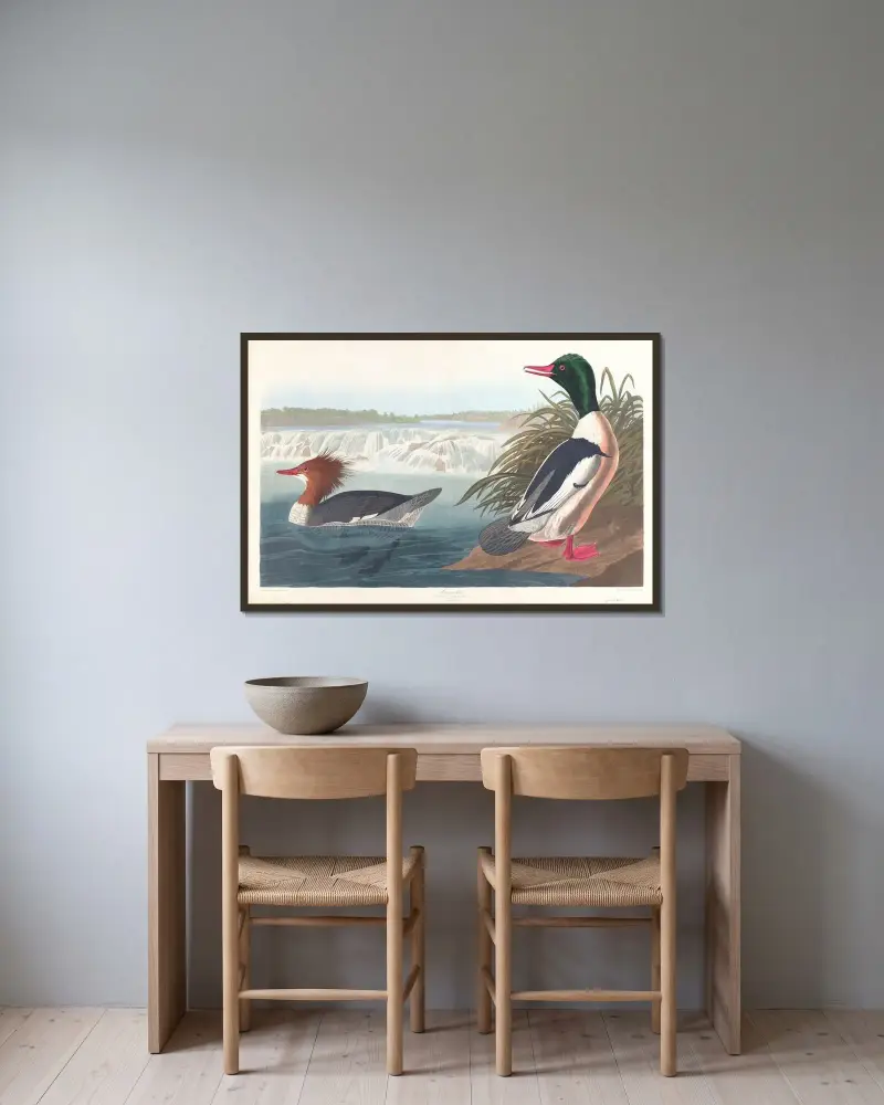Goosander av John James Audubon inramad på en vägg