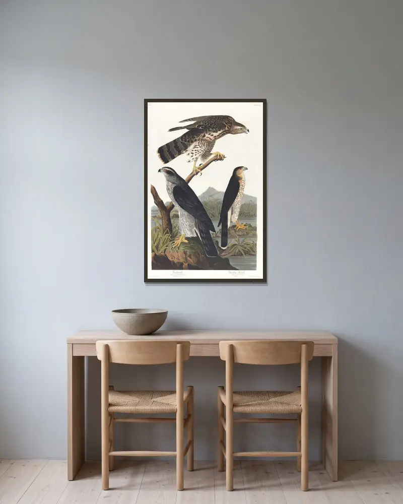 Goshawk, Stanley hawk av John James Audubon inramad på en vägg