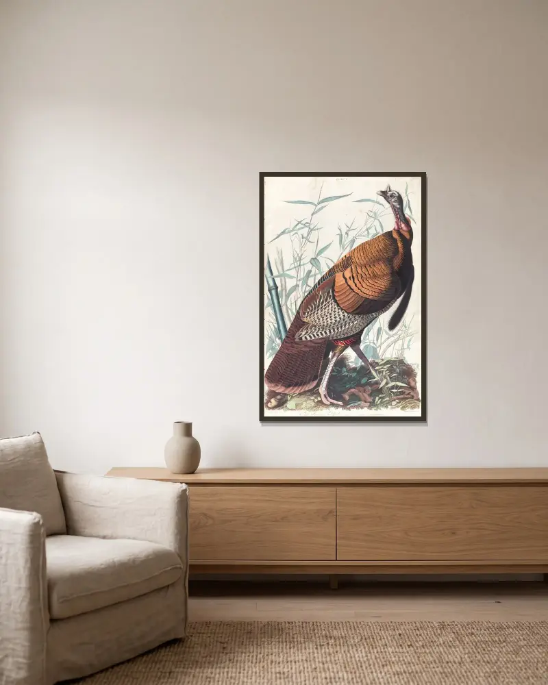 Großer amerikanischer Hahn von John James Audubon gerahmt an einer Wand
