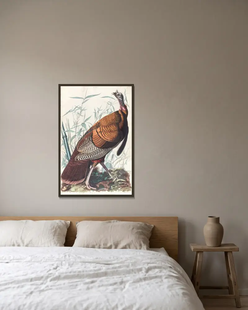 Großer amerikanischer Hahn von John James Audubon gerahmt an einer Wand