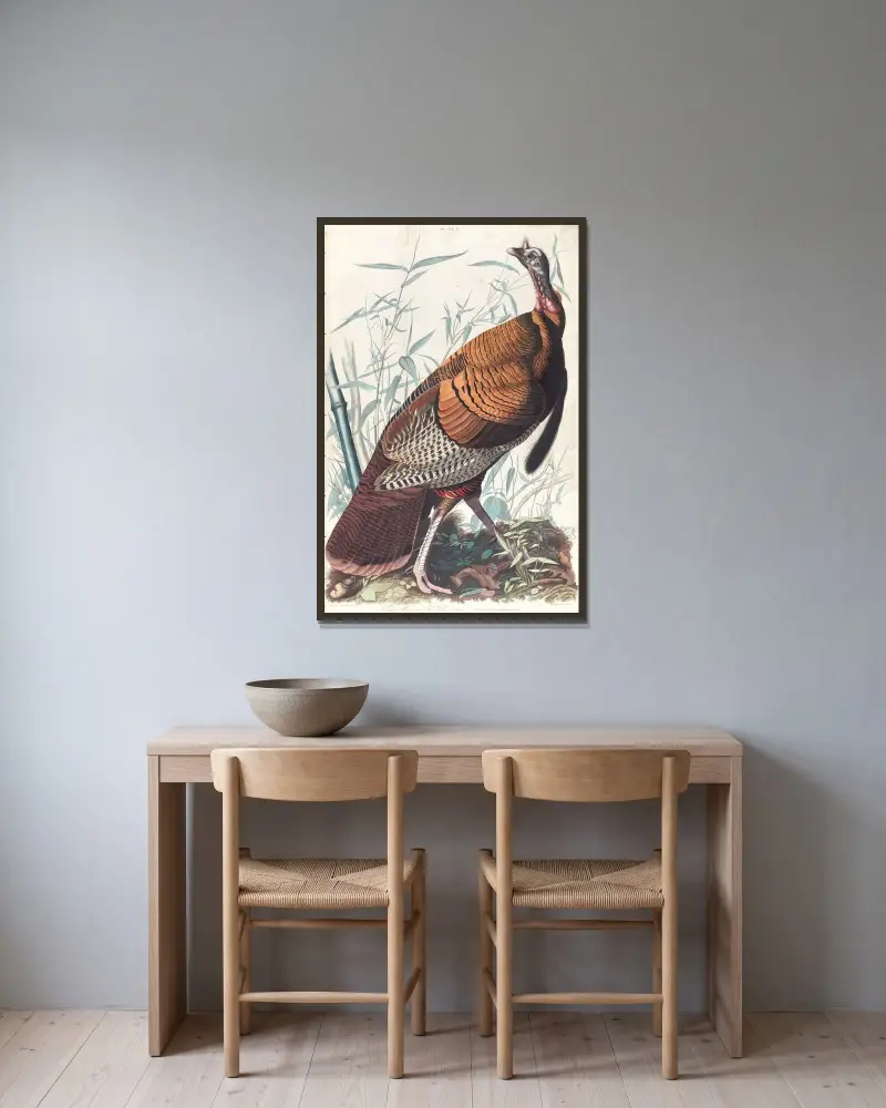 Großer amerikanischer Hahn von John James Audubon gerahmt an einer Wand