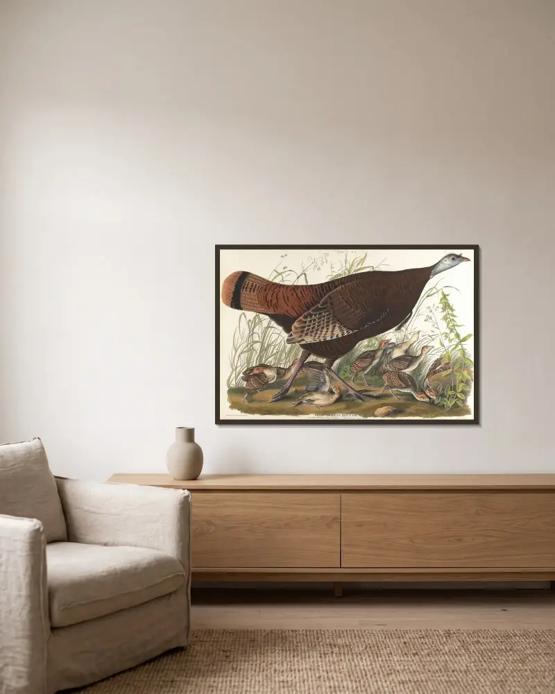 Velká americká kvočna a mláďata, John James Audubon v rámu na stěně