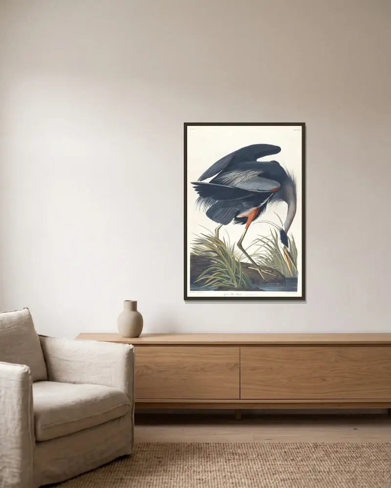 Großer Blauhaiher von John James Audubon gerahmt an einer Wand