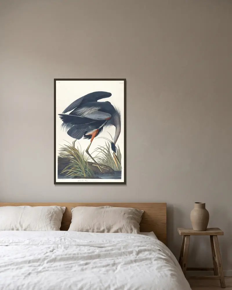Großer Blauhaiher von John James Audubon gerahmt an einer Wand