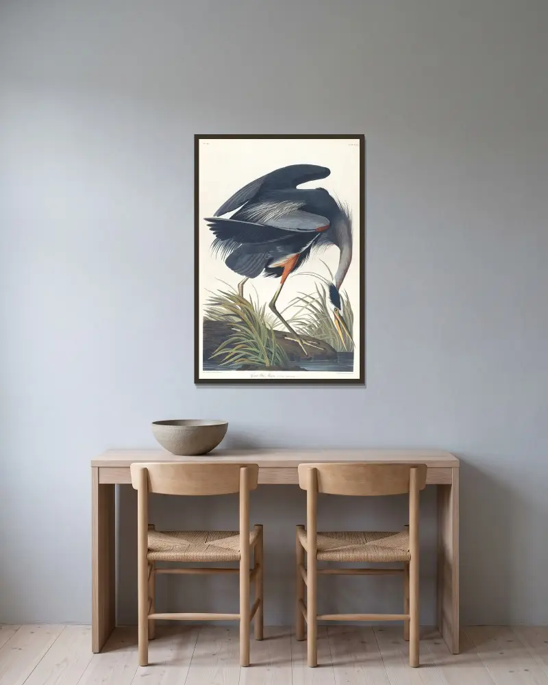 Großer Blauhaiher von John James Audubon gerahmt an einer Wand
